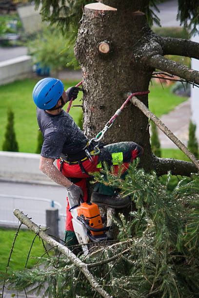 Best Lawn Grading and Leveling  in Shougal, WA