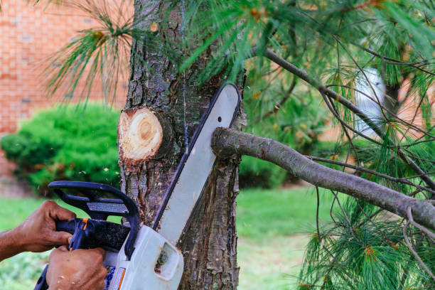 Best Fruit Tree Pruning  in Shougal, WA